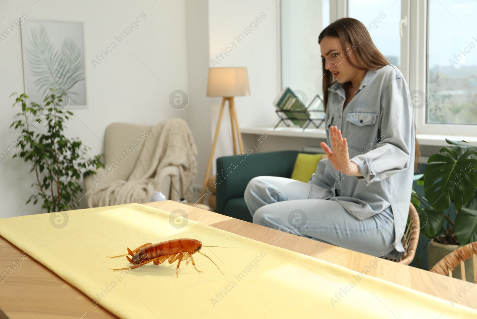 Emotional young woman frightened by cockroach on table at home Image of Emotional young woman frightened by cockroach on table at home
