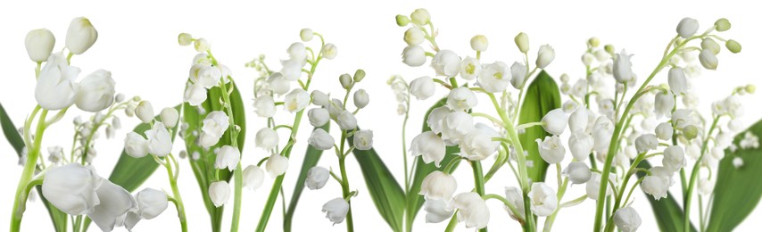 Image of Fragrant lily of the valley flowers on white background. Banner design