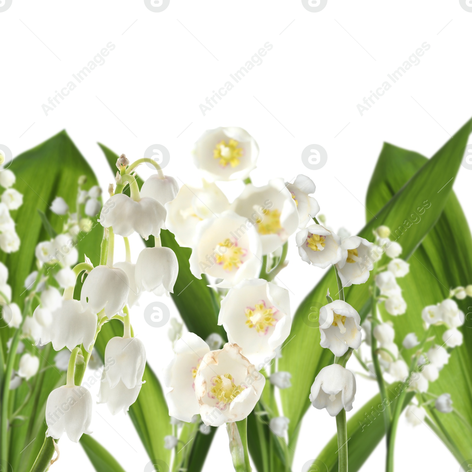 Image of Fragrant lily of the valley flowers on white background