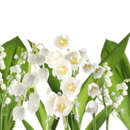 Image of Fragrant lily of the valley flowers on white background