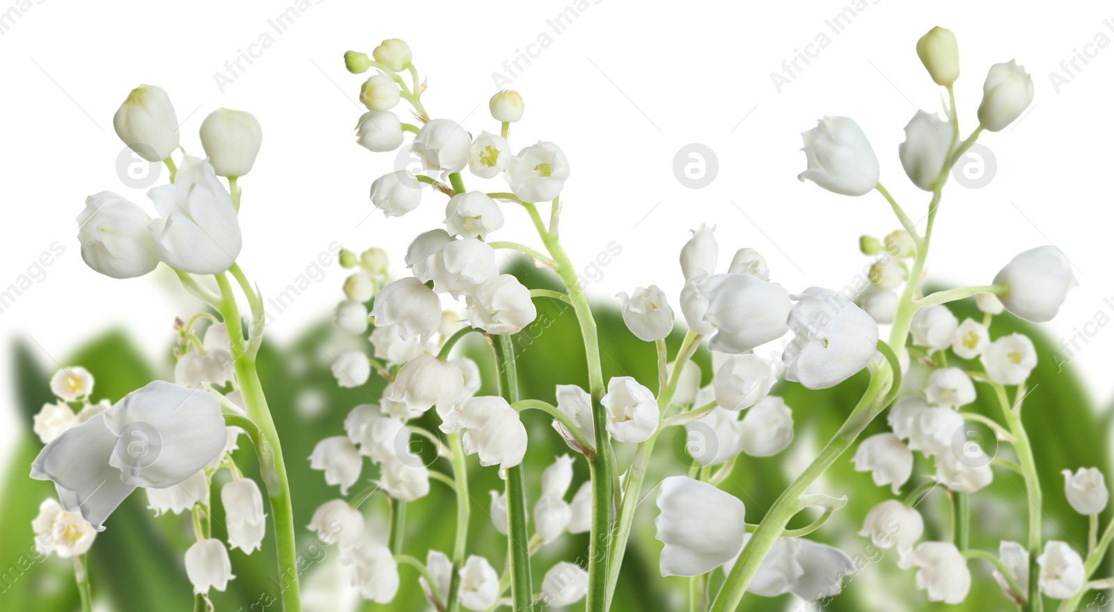 Fragrant lily of the valley flowers on white background, selective focus. Banner design Image of Fragrant lily of the valley flowers on white background, selective focus. Banner design