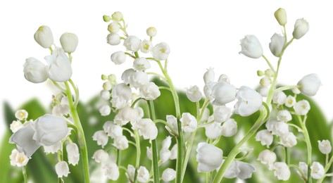 Image of Fragrant lily of the valley flowers on white background, selective focus. Banner design