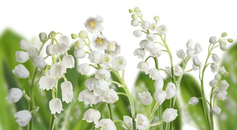 Image of Fragrant lily of the valley flowers on white background, selective focus. Banner design