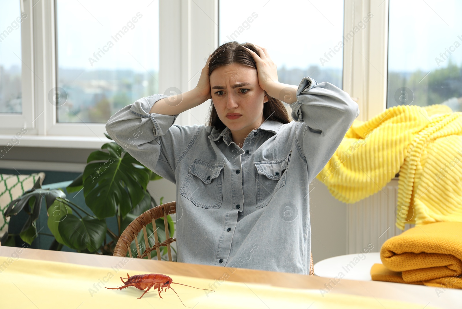 Emotional young woman looking in disgust at cockroach on table indoors Image of Emotional young woman looking in disgust at cockroach on table indoors