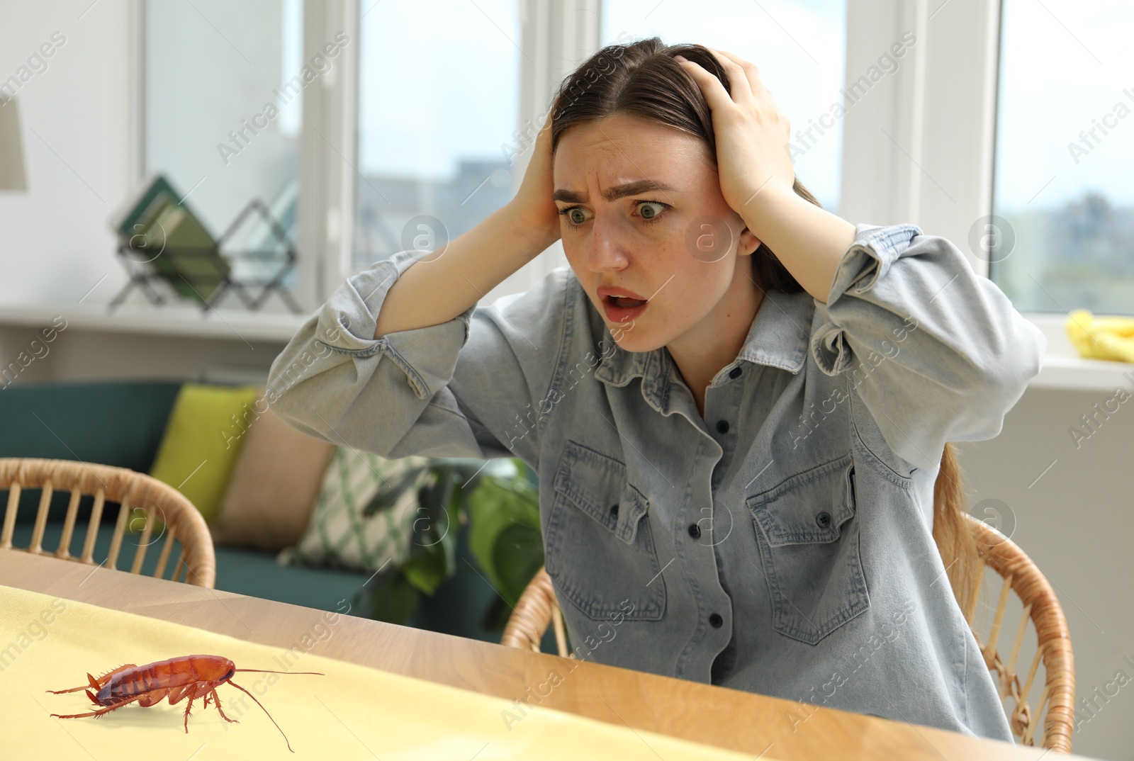 Emotional young woman looking fearfully at cockroach on table indoors Image of Emotional young woman looking fearfully at cockroach on table indoors