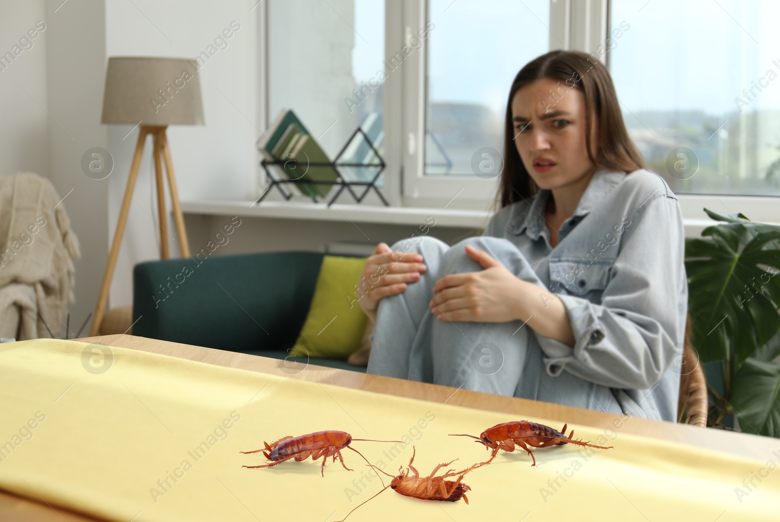 Emotional young woman looking in disgust at cockroaches on table indoors Image of Emotional young woman looking in disgust at cockroaches on table indoors