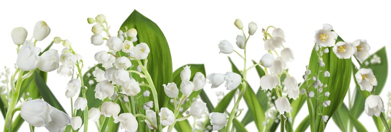Image of Fragrant lily of the valley flowers on white background. Banner design