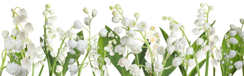 Image of Fragrant lily of the valley flowers on white background. Banner design