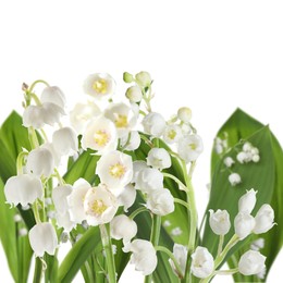 Image of Fragrant lily of the valley flowers on white background
