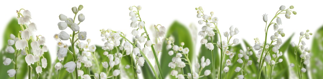 Image of Fragrant lily of the valley flowers on white background, selective focus. Banner design