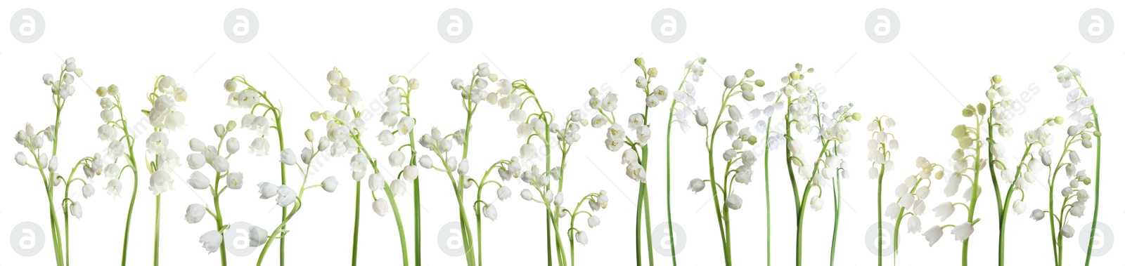 Image of Fragrant lily of the valley flowers on white background
