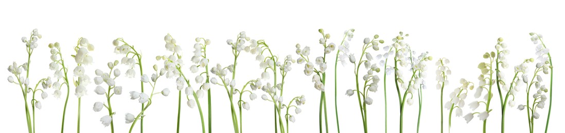 Image of Fragrant lily of the valley flowers on white background