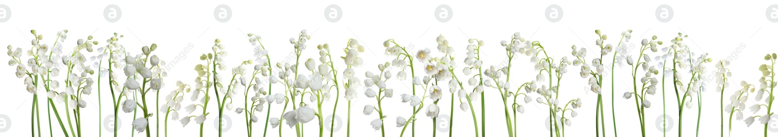 Fragrant lily of the valley flowers on white background Image of Fragrant lily of the valley flowers on white background