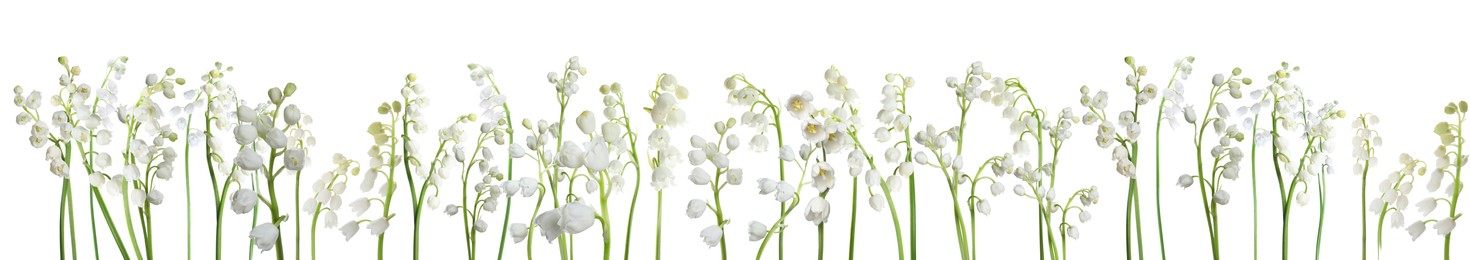 Image of Fragrant lily of the valley flowers on white background