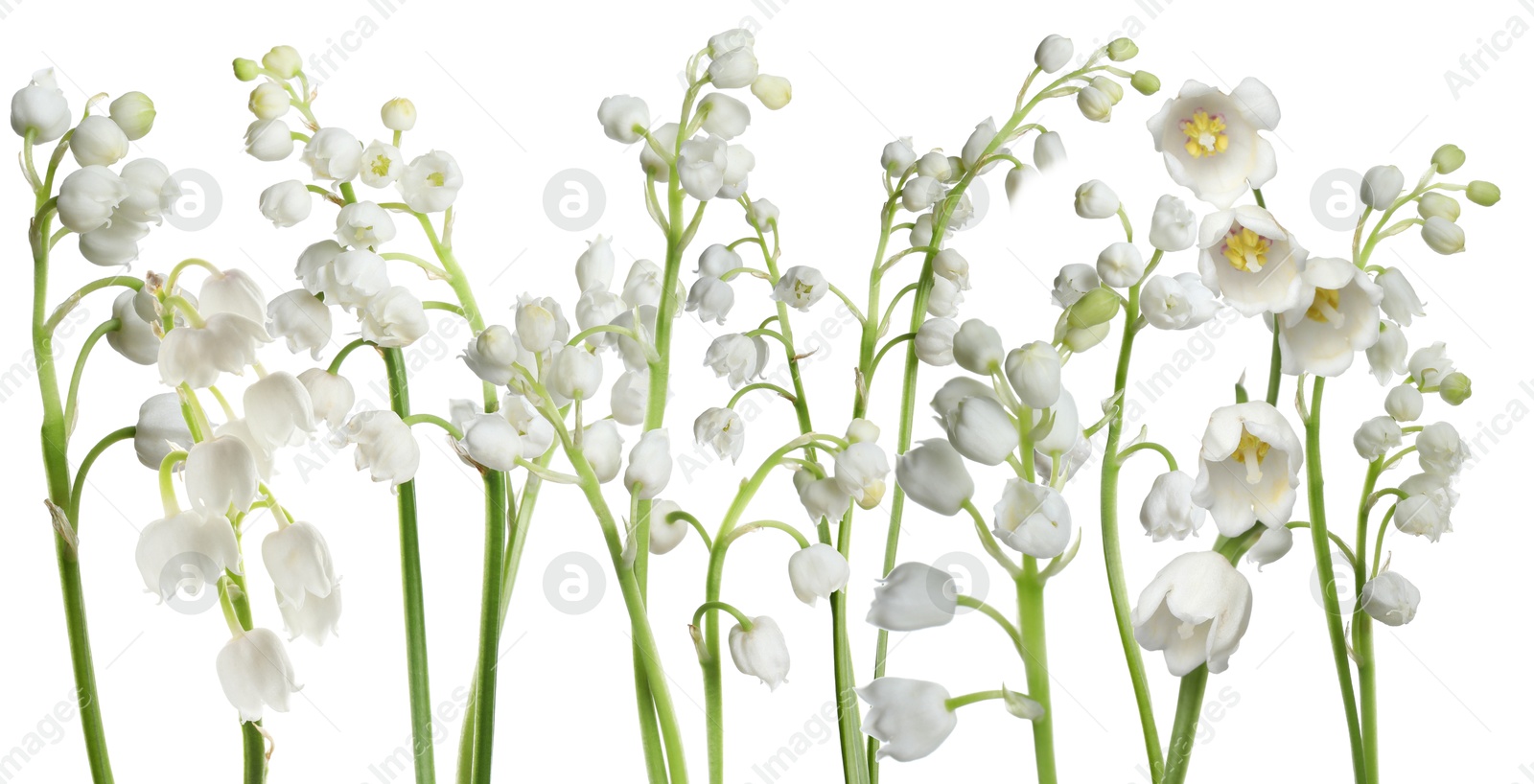 Fragrant lily of the valley flowers on white background Image of Fragrant lily of the valley flowers on white background