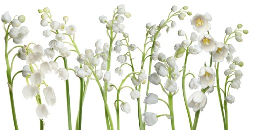 Image of Fragrant lily of the valley flowers on white background