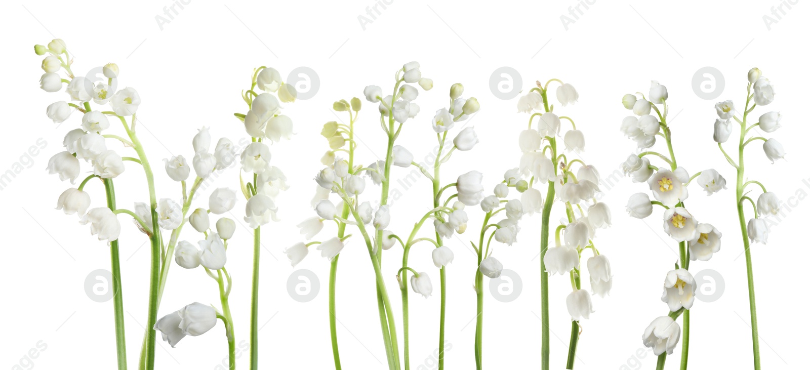 Fragrant lily of the valley flowers on white background Image of Fragrant lily of the valley flowers on white background