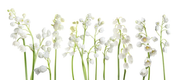 Image of Fragrant lily of the valley flowers on white background