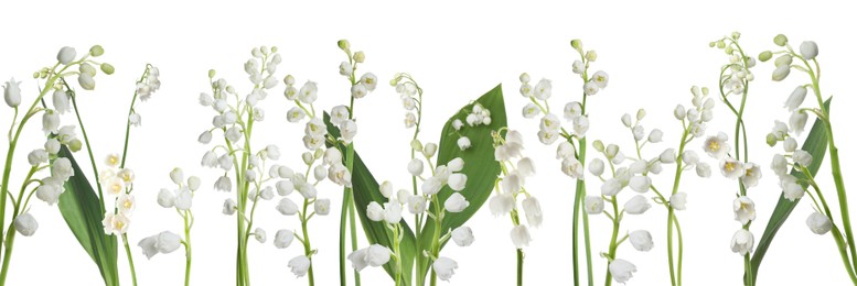 Image of Fragrant lily of the valley flowers on white background