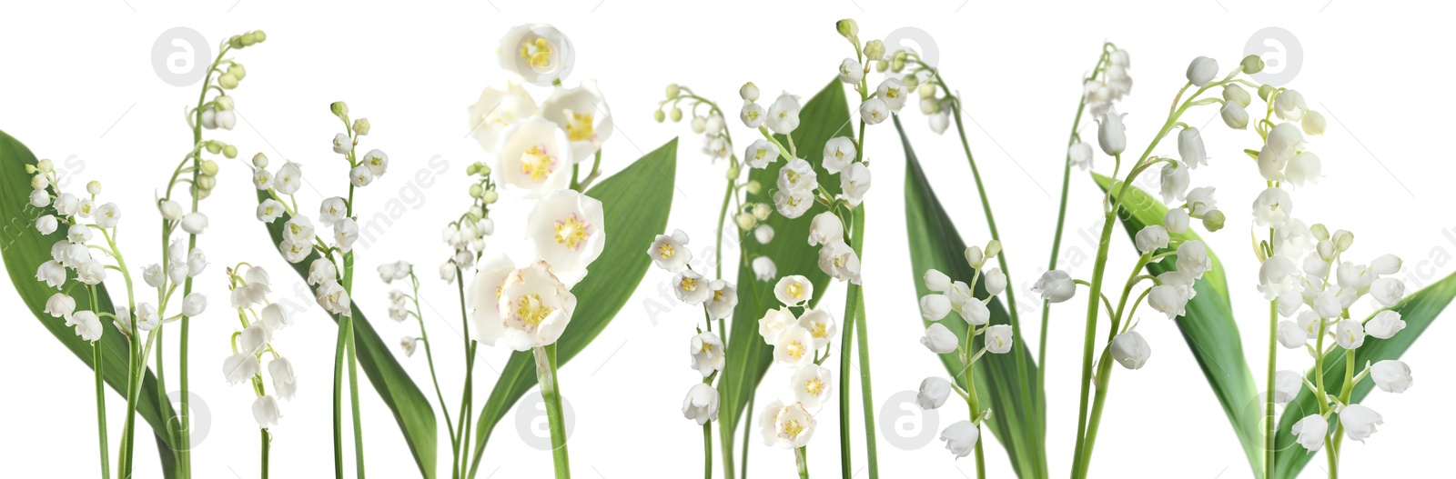 Fragrant lily of the valley flowers on white background Image of Fragrant lily of the valley flowers on white background