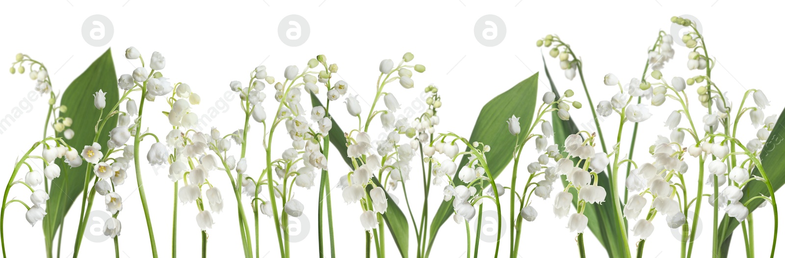 Fragrant lily of the valley flowers on white background Image of Fragrant lily of the valley flowers on white background