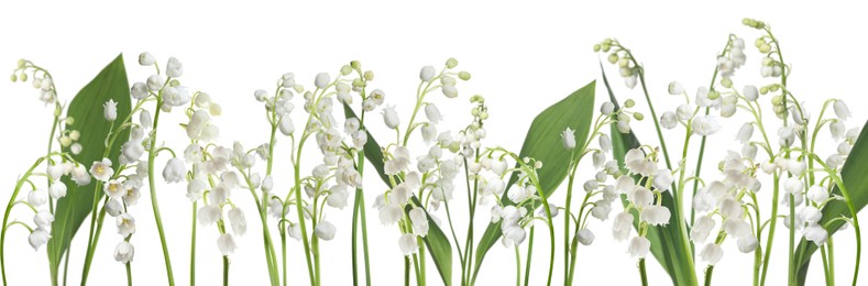 Image of Fragrant lily of the valley flowers on white background