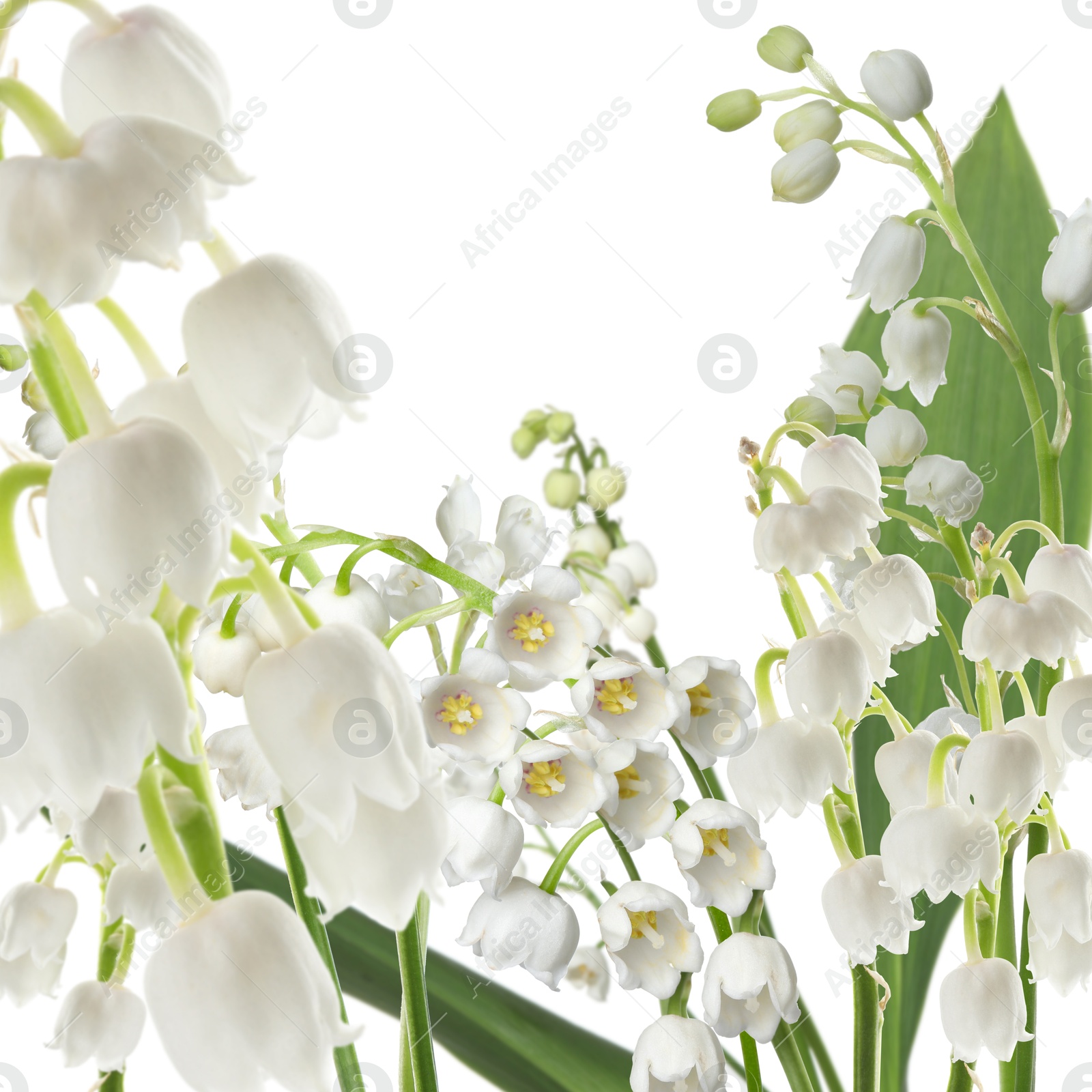 Fragrant lily of the valley flowers on white background Image of Fragrant lily of the valley flowers on white background