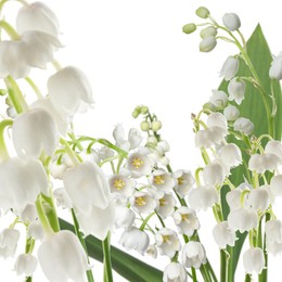Image of Fragrant lily of the valley flowers on white background