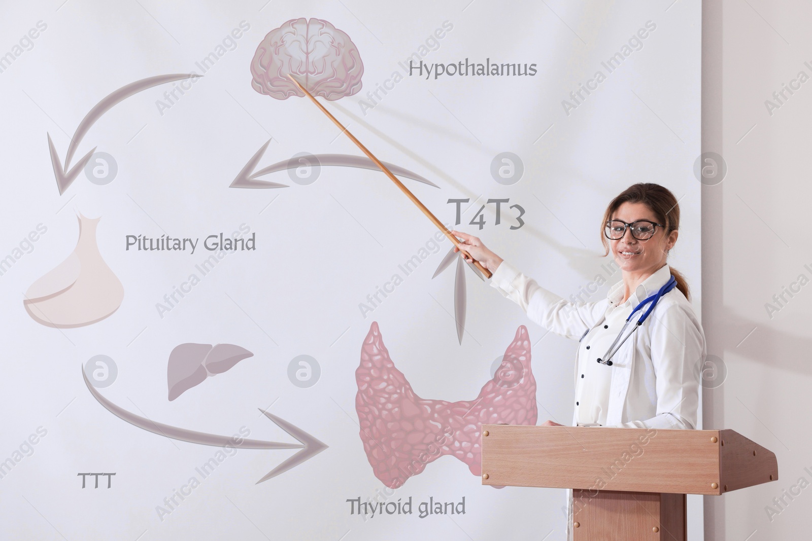 Healthcare professional giving lecture about thyroid hormones in conference room using video projector. Illustrations on projection screen Image of Healthcare professional giving lecture about thyroid hormones in conference room using video projector. Illustrations on projection screen