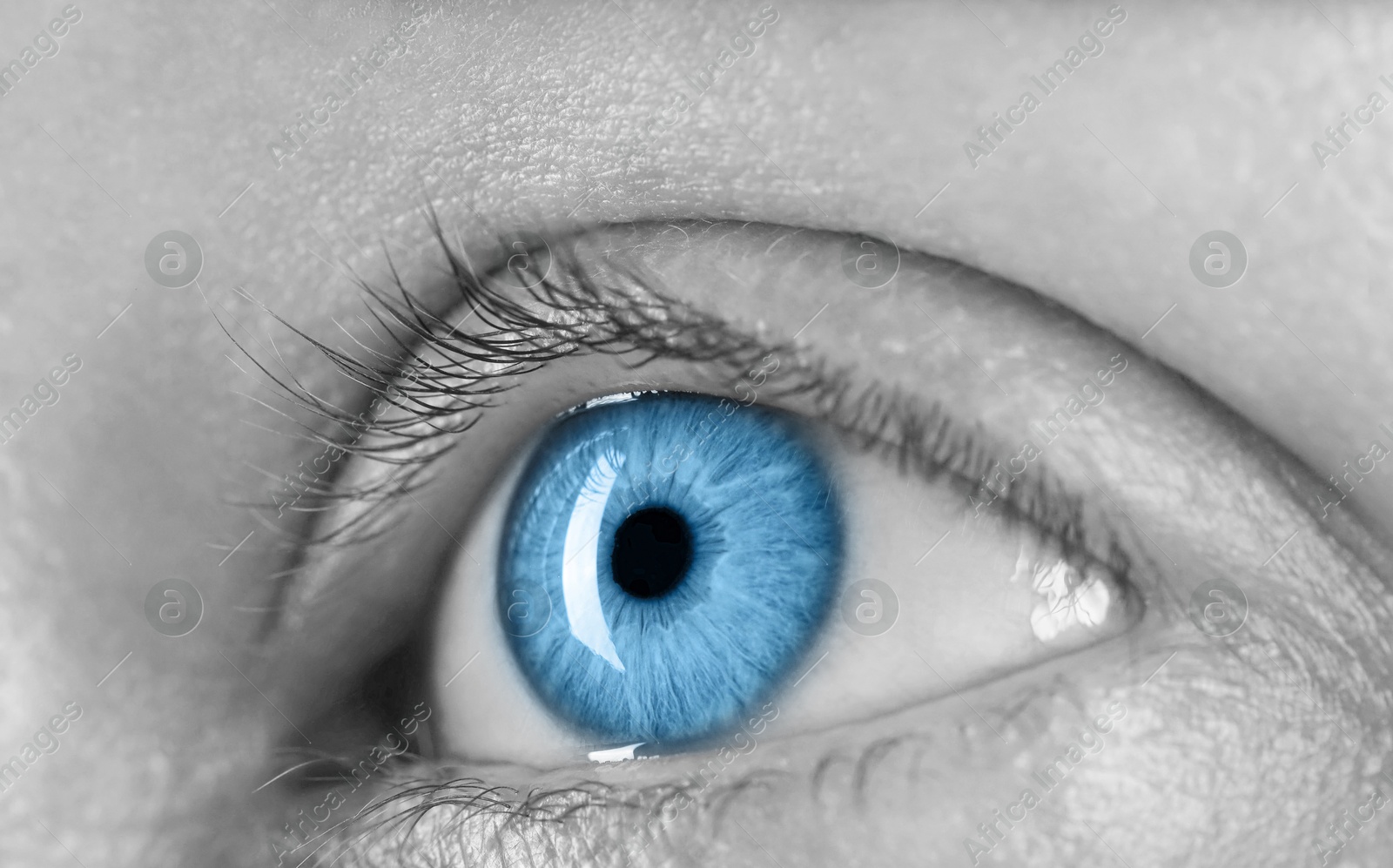 Closeup view of woman with blue eyes. Black and white effect Image of Closeup view of woman with blue eyes. Black and white effect