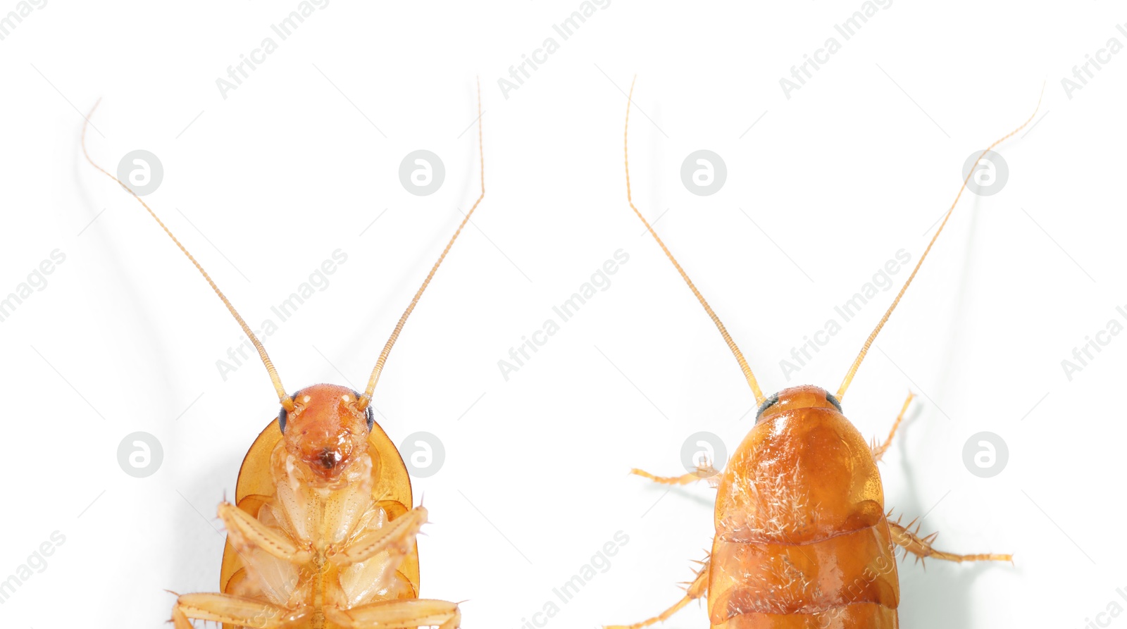 Cockroach on white background. Top and bottom view Image of Cockroach on white background. Top and bottom view