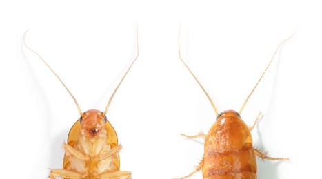 Image of Cockroach on white background. Top and bottom view