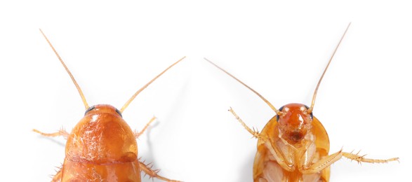 Image of Cockroach on white background. Top and bottom view