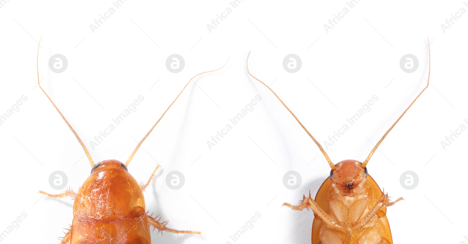 Cockroach on white background. Top and bottom view Image of Cockroach on white background. Top and bottom view