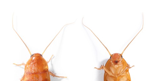 Image of Cockroach on white background. Top and bottom view