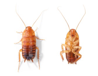 Image of Cockroach on white background. Top and bottom view