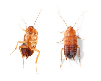 Image of Cockroach on white background. Top and bottom view