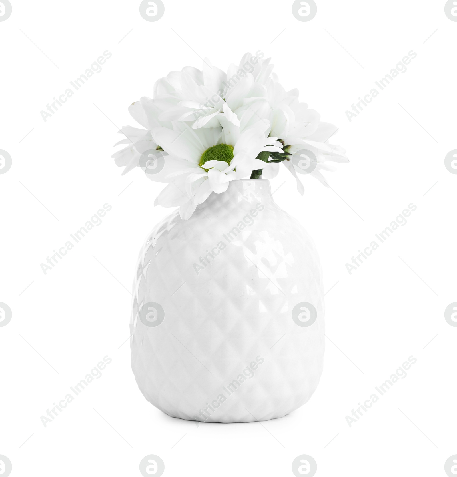 Beautiful chrysanthemums in ceramic vase isolated on white Photo of Beautiful chrysanthemums in ceramic vase isolated on white