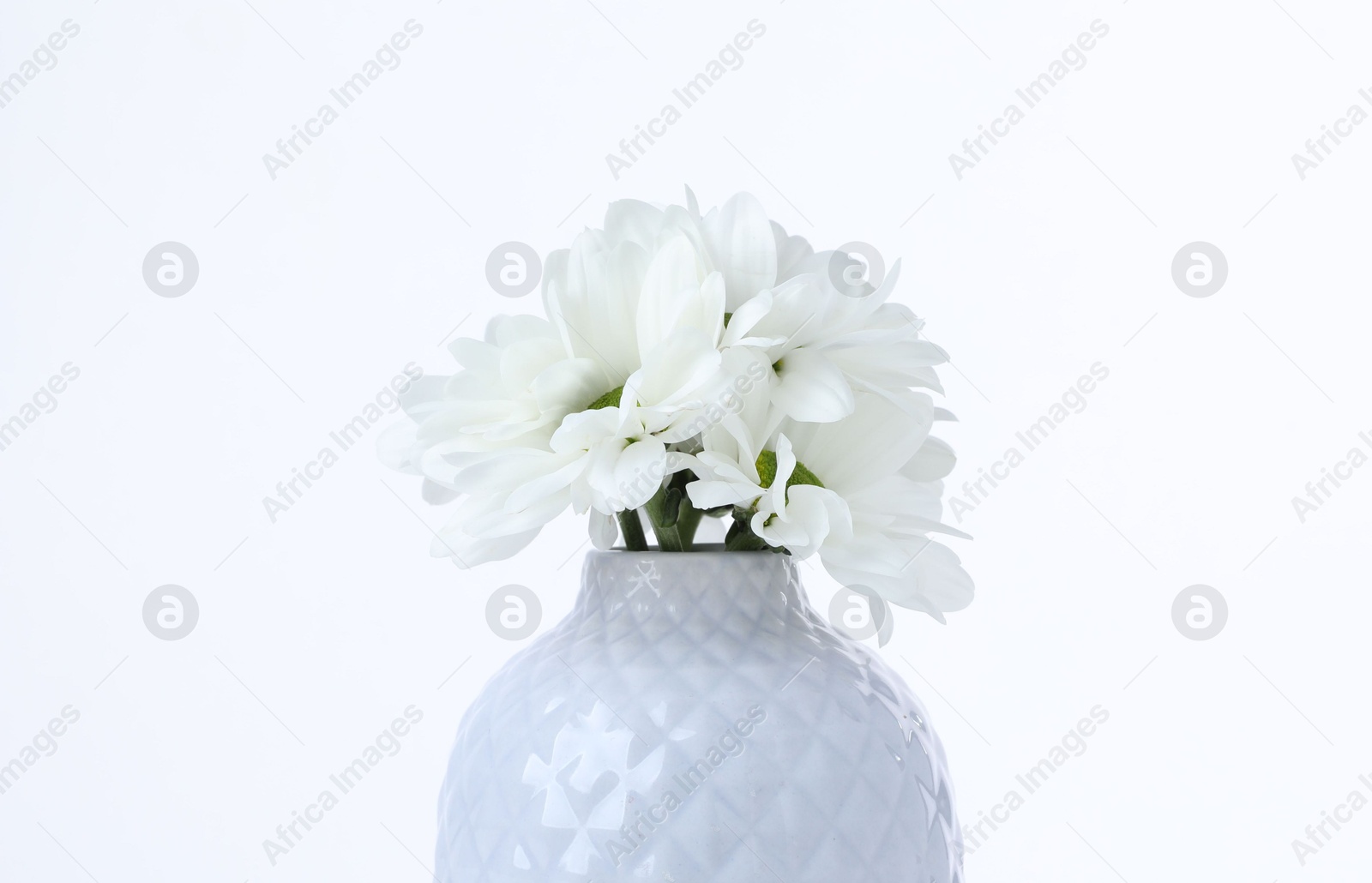 Beautiful chrysanthemums in ceramic vase on white background, closeup Photo of Beautiful chrysanthemums in ceramic vase on white background, closeup