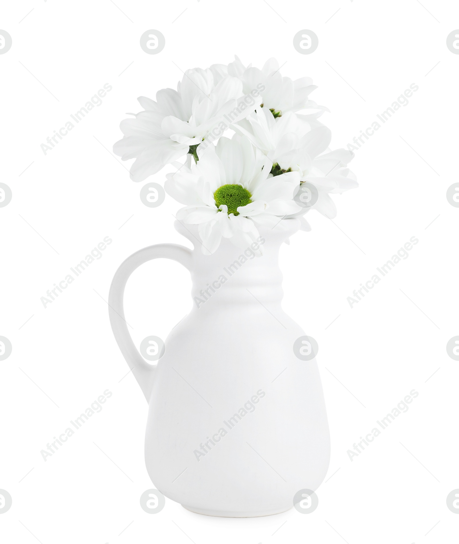 Beautiful chrysanthemums in ceramic vase isolated on white Photo of Beautiful chrysanthemums in ceramic vase isolated on white