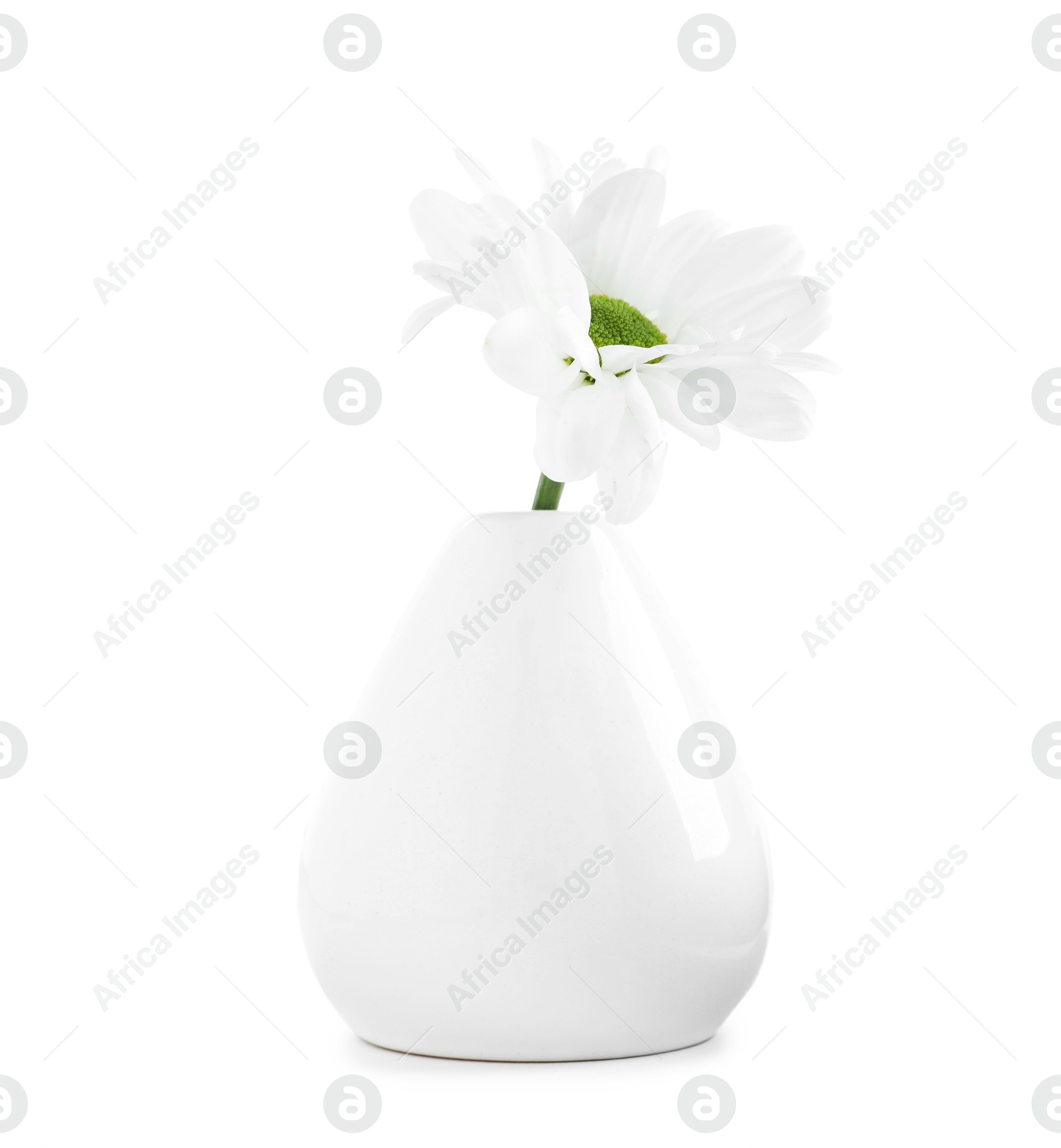 Beautiful chrysanthemum in ceramic vase isolated on white Photo of Beautiful chrysanthemum in ceramic vase isolated on white