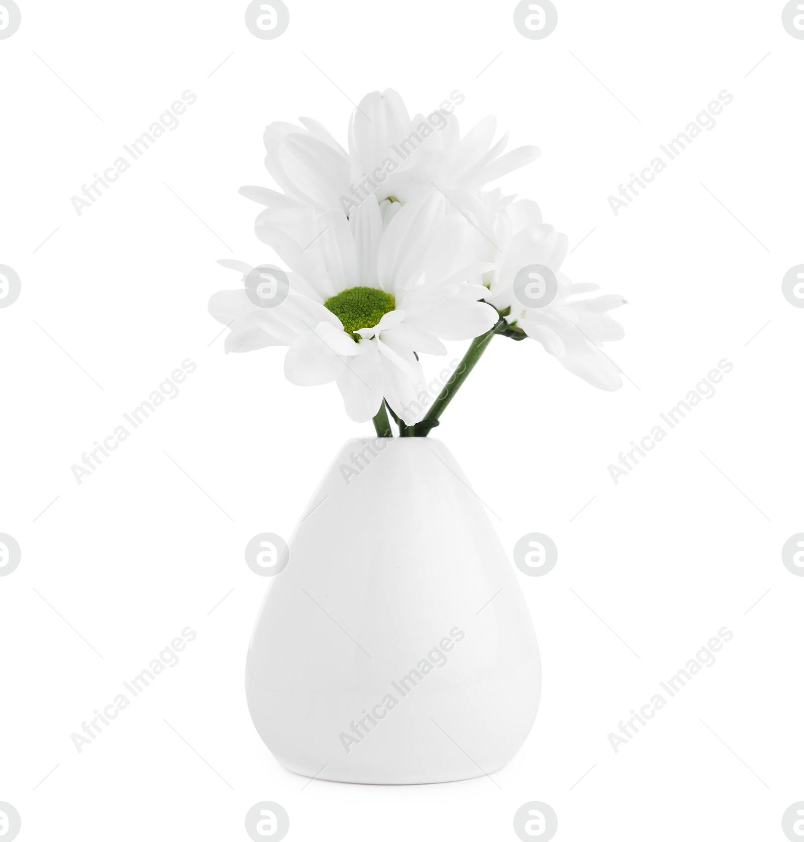 Beautiful chrysanthemums in ceramic vase isolated on white Photo of Beautiful chrysanthemums in ceramic vase isolated on white