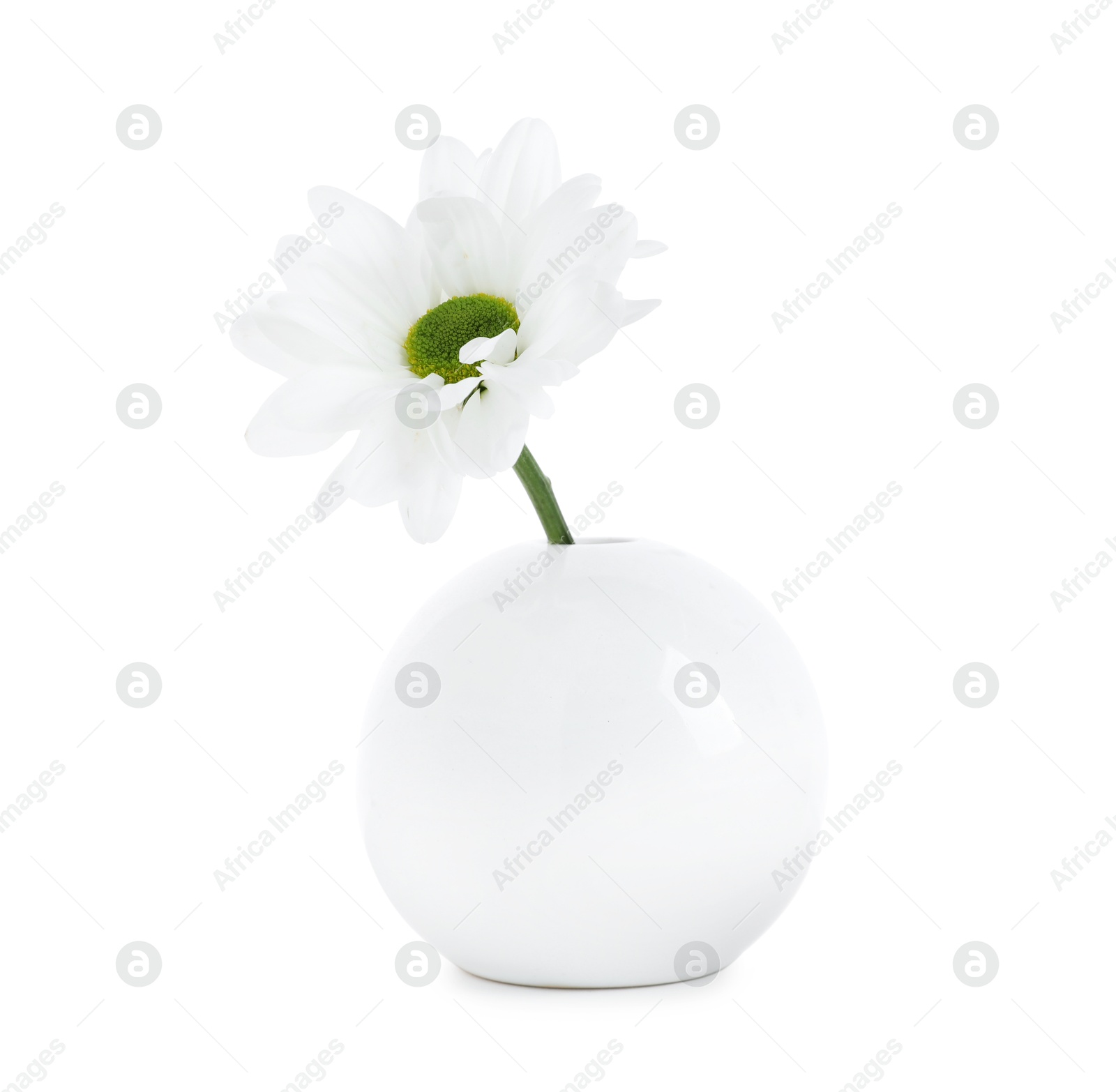 Beautiful chrysanthemum in ceramic vase isolated on white Photo of Beautiful chrysanthemum in ceramic vase isolated on white
