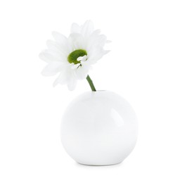 Photo of Beautiful chrysanthemum in ceramic vase isolated on white