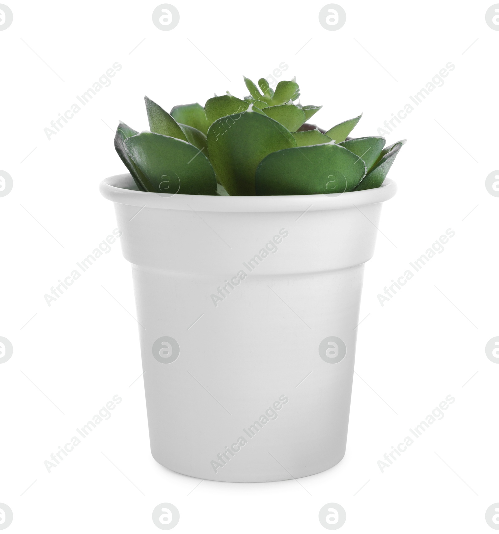 Beautiful artificial plant in flower pot isolated on white Photo of Beautiful artificial plant in flower pot isolated on white