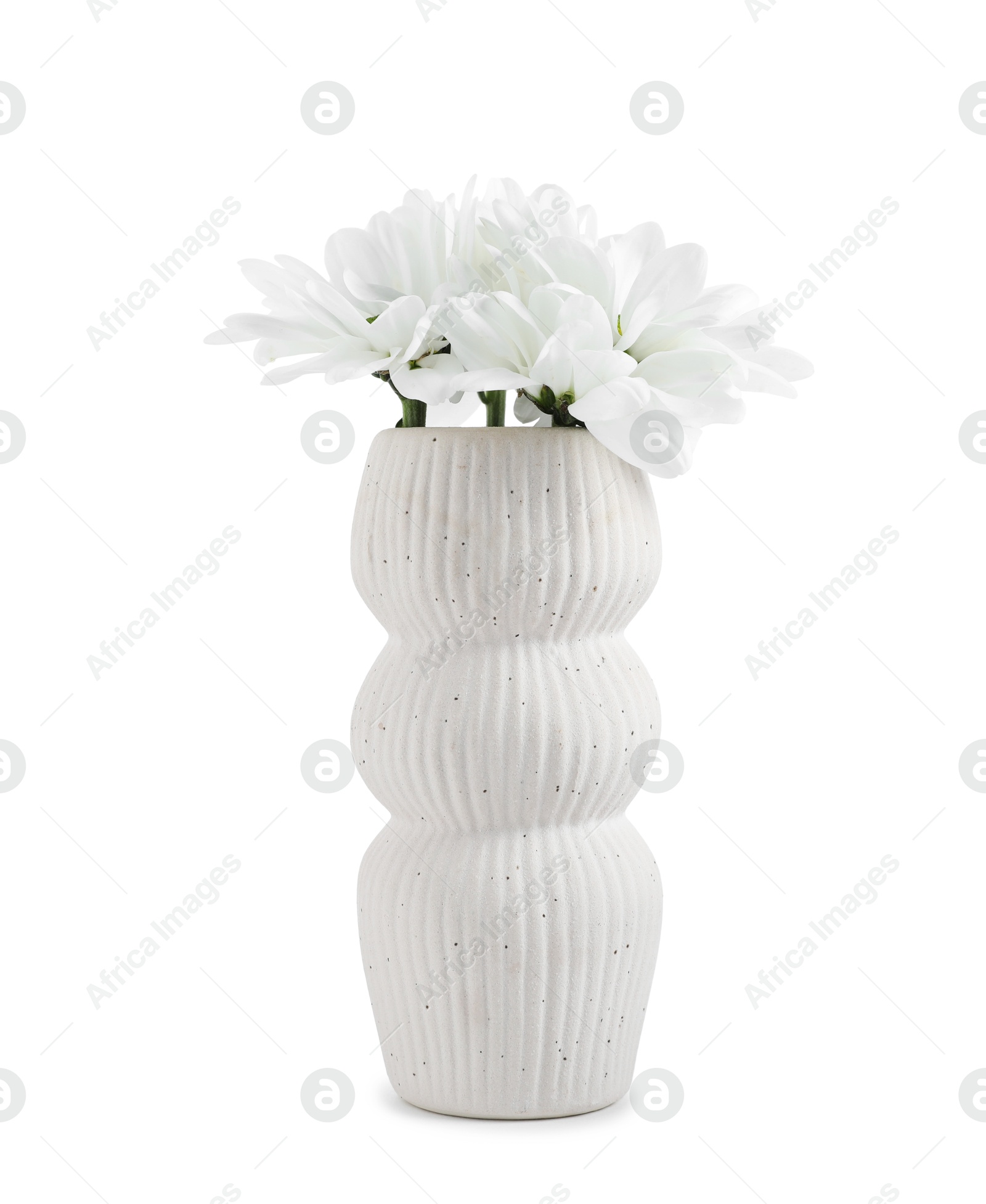 Beautiful chrysanthemums in ceramic vase isolated on white Photo of Beautiful chrysanthemums in ceramic vase isolated on white