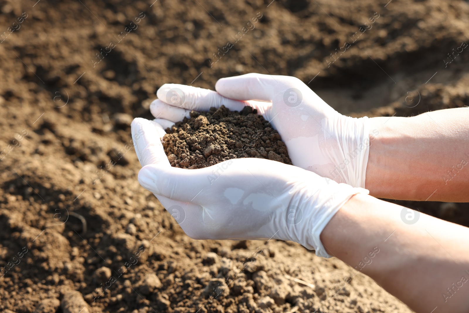 Man holding pile of soil outdoors, closeup Photo of Man holding pile of soil outdoors, closeup