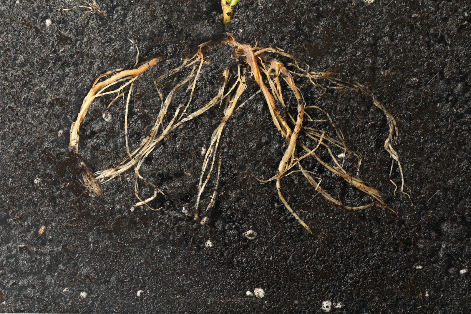 Plant with root in soil, top view Photo of Plant with root in soil, top view