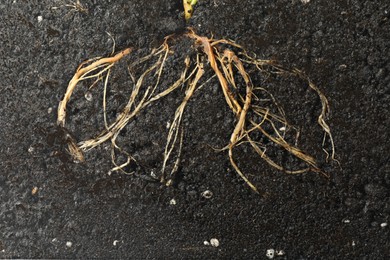 Photo of Plant with root in soil, top view