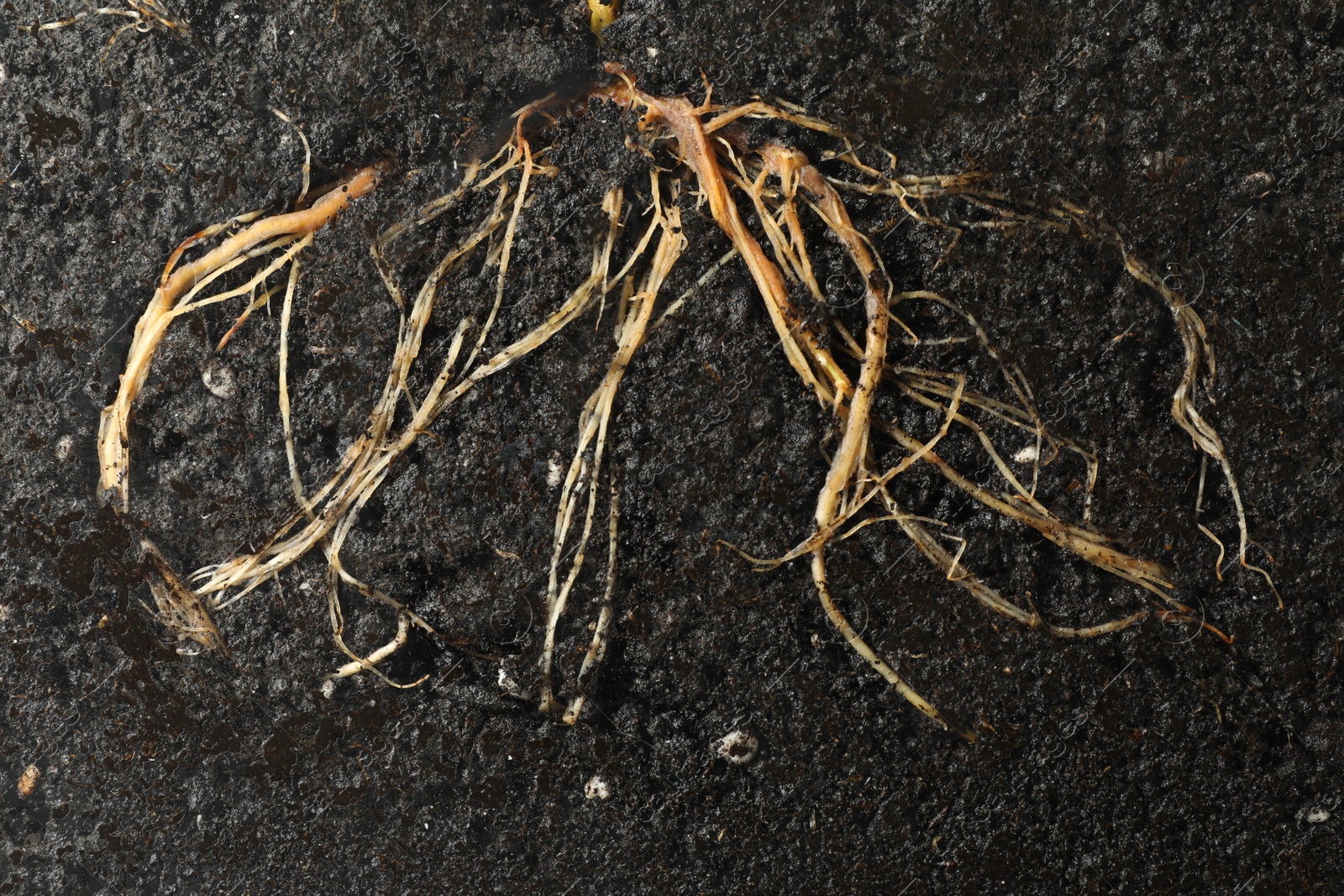 Photo of Plant with root in soil, top view